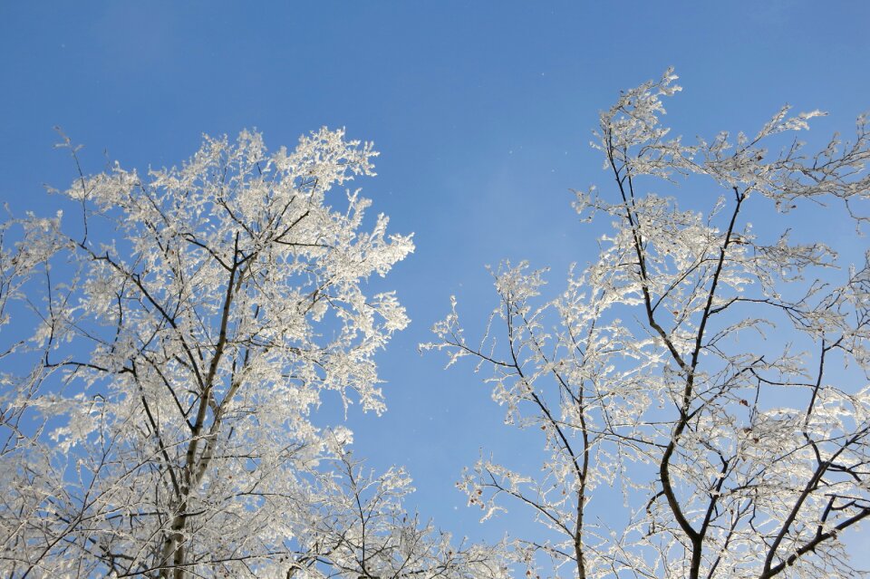 Frost beauty white sky