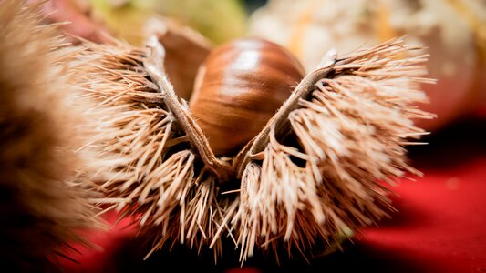 Prickly buchengewaechs shell photo