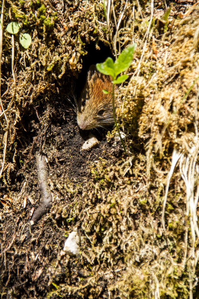 Nature wild mammal