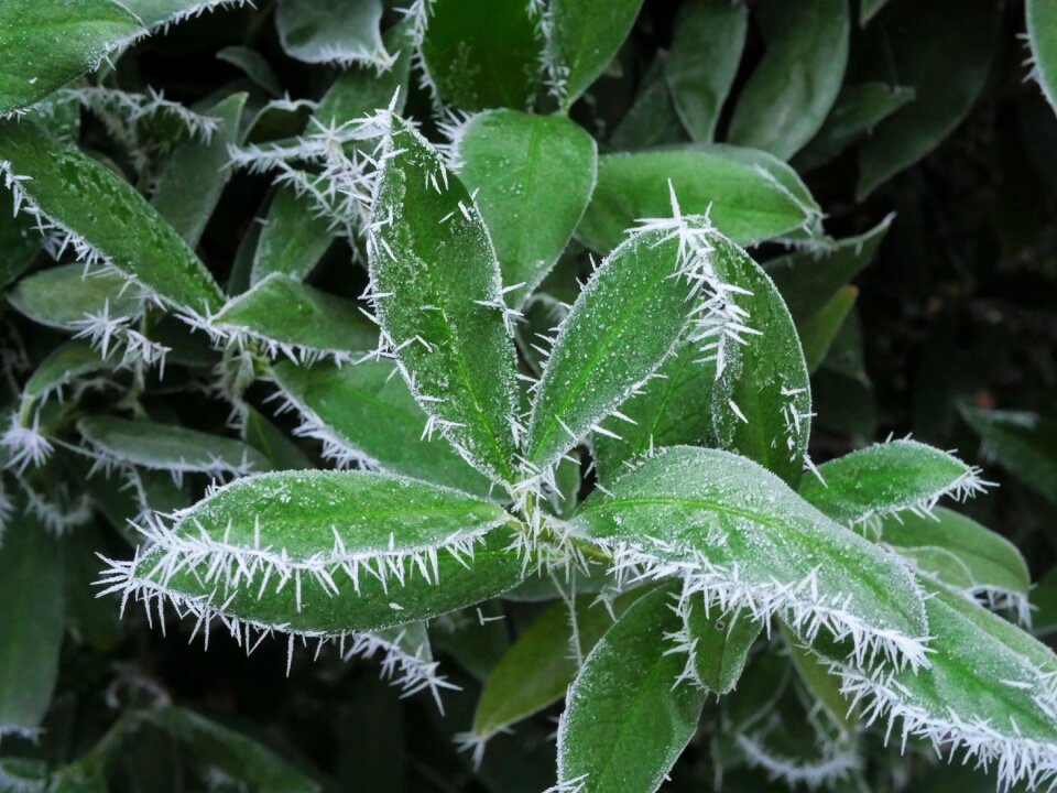 Winter magic frosty winter photo