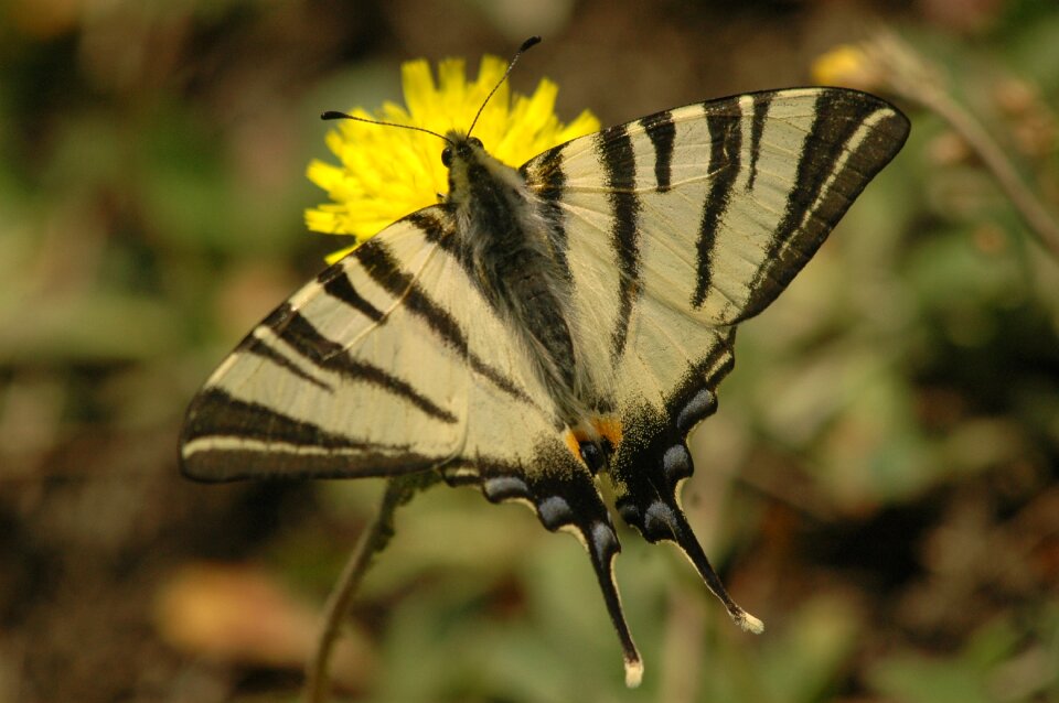 Wings yellow flowers
