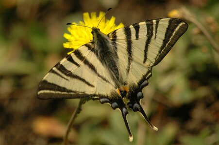 Wings yellow flowers