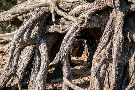 Tree root wood nature photo