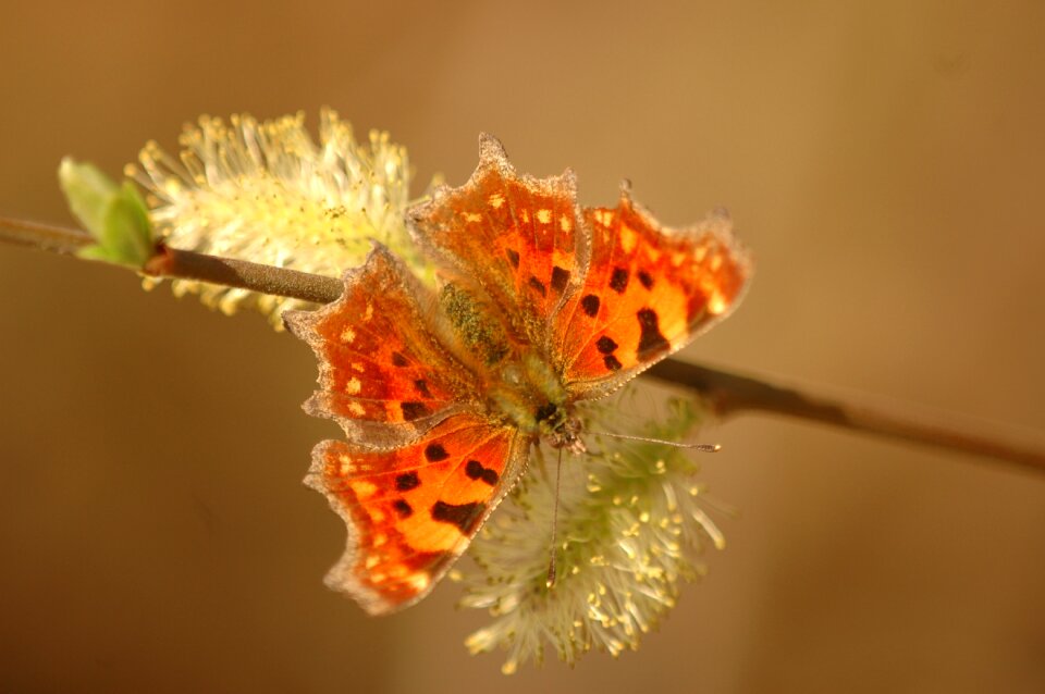 Insects orange wings photo