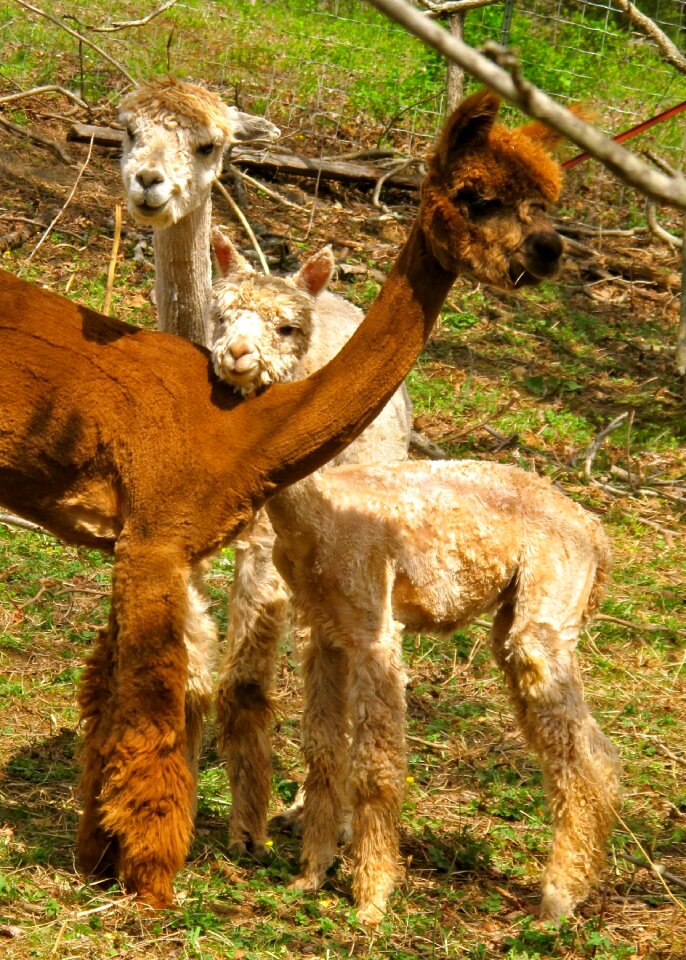 Animal mammal cute