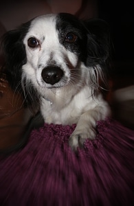 Howl portrait fur photo