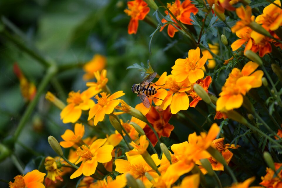Insect spring pollination