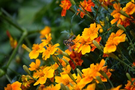 Insect spring pollination