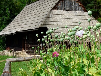 Orava wooden house old