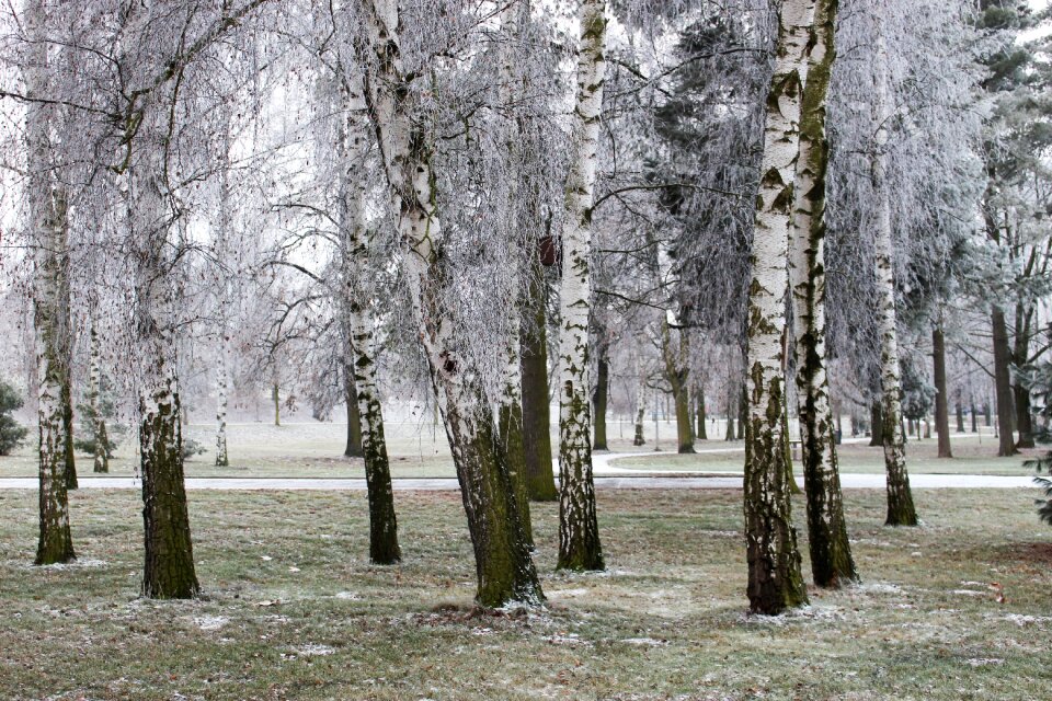 Tree birch park