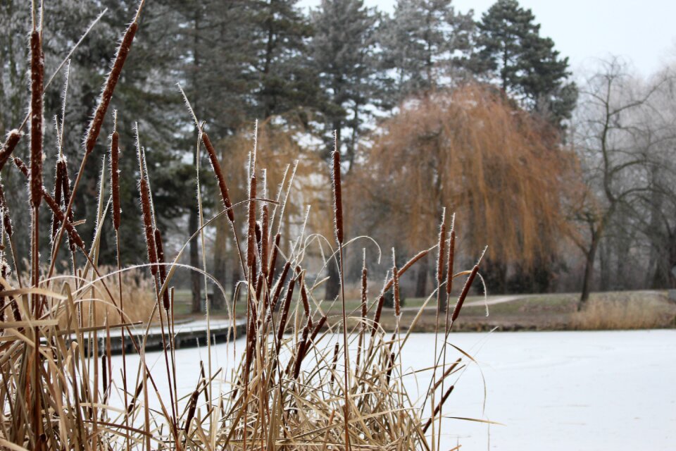 Reed park frostbite