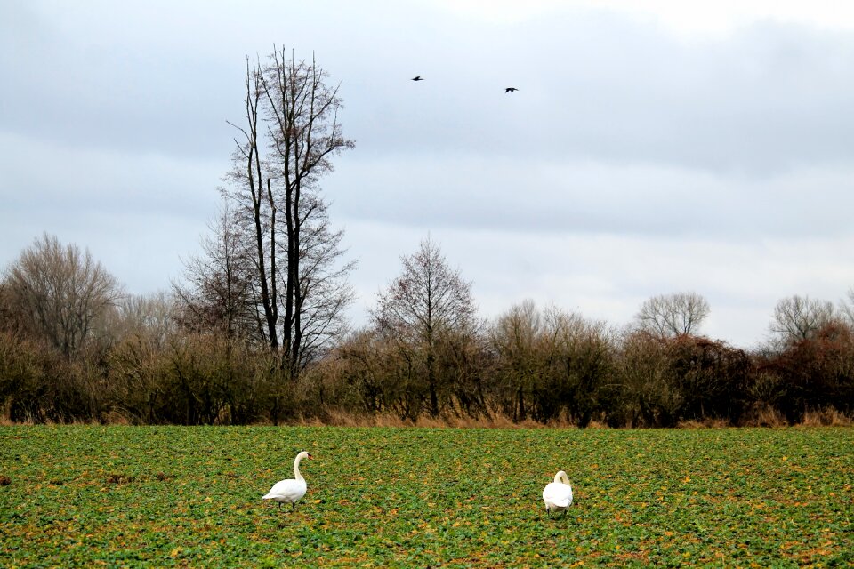 Nature swans foraging