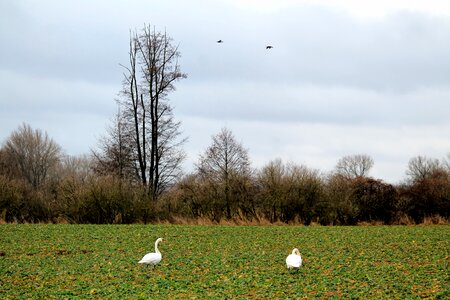 Nature swans foraging photo
