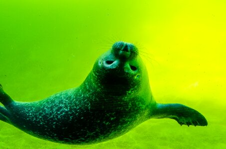 White robbe seal baby swim photo