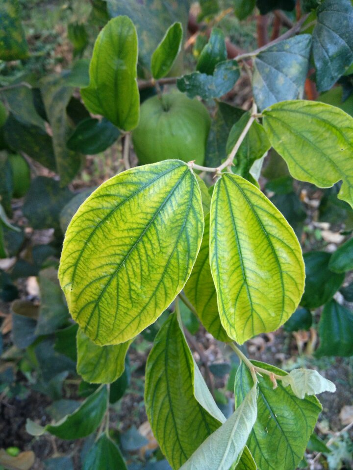 Weak leaf leaf stages leaf disease