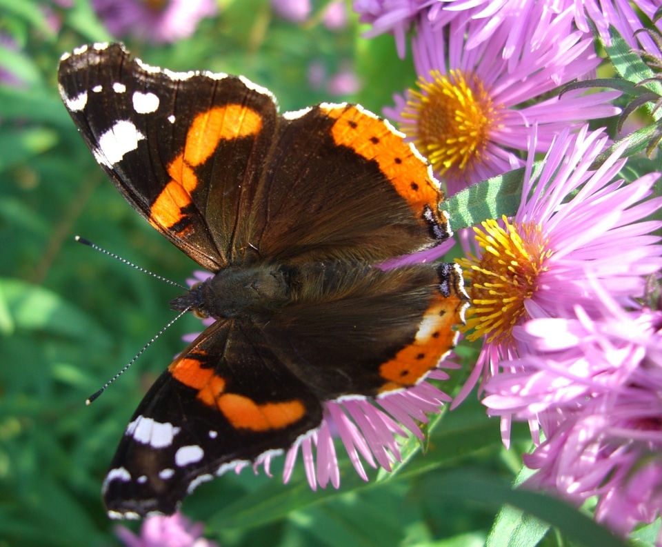 Herbstastern flowers aster