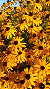 Yellow summer flowers