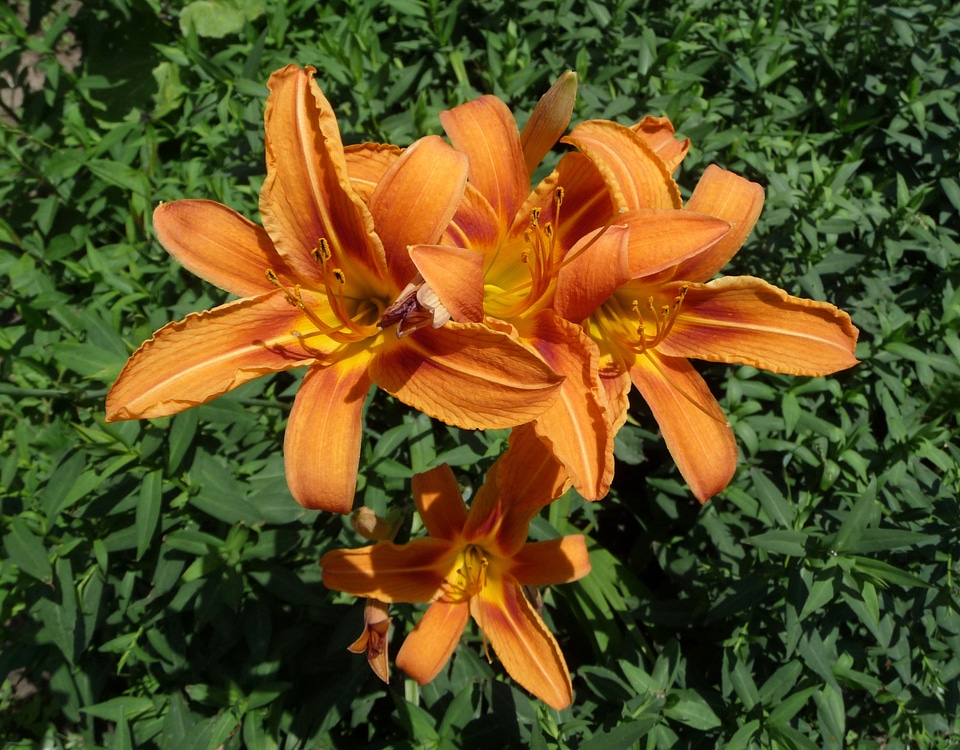 Flowers plants macro