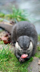 Mammal carnivores fish