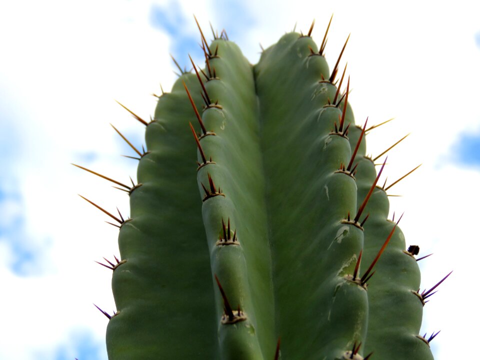 Plant desert clouds