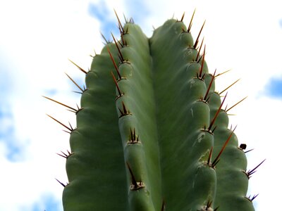Plant desert clouds