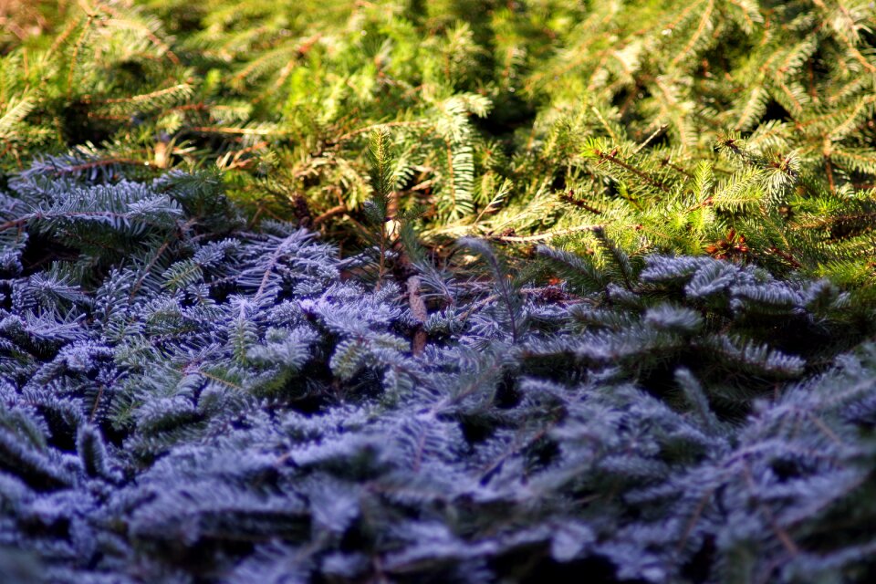 Hard rime morning the sun