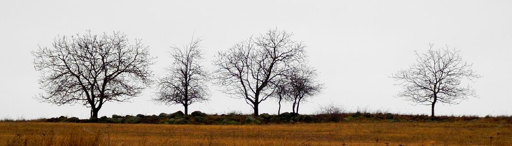 Trees silhouettes horizon