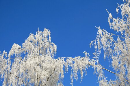 Frost beauty white sky photo