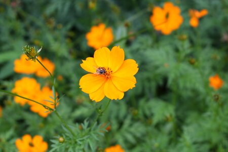 Orange bee pollination photo