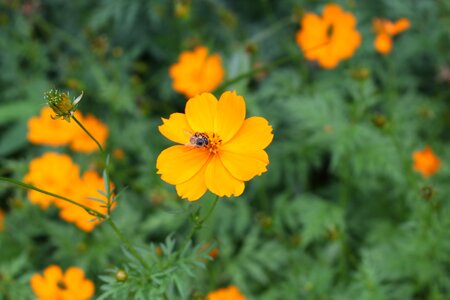 Orange bee pollination