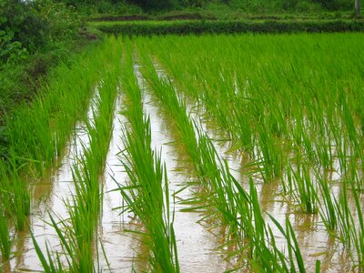 Farm rice field photo