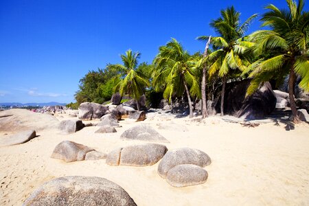 Sanya palm tree beach photo