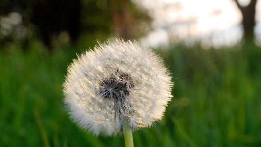 Dandelion flower Free photos