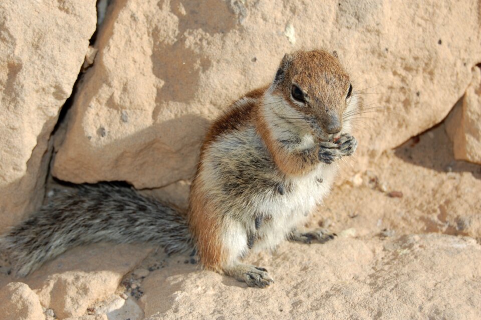 Feurteventura rodent cutie
