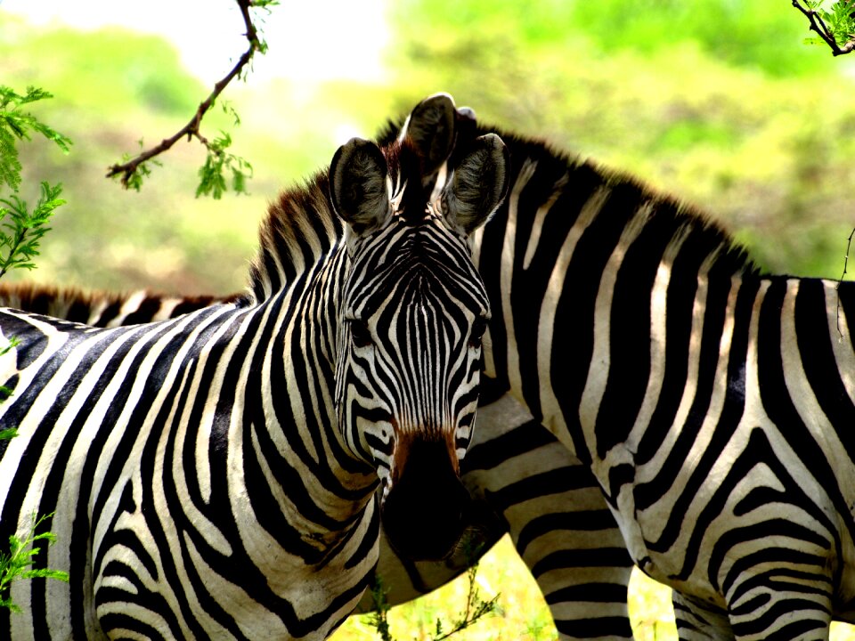Zebra africa safari