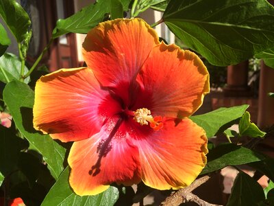 Hibiscus flower photo