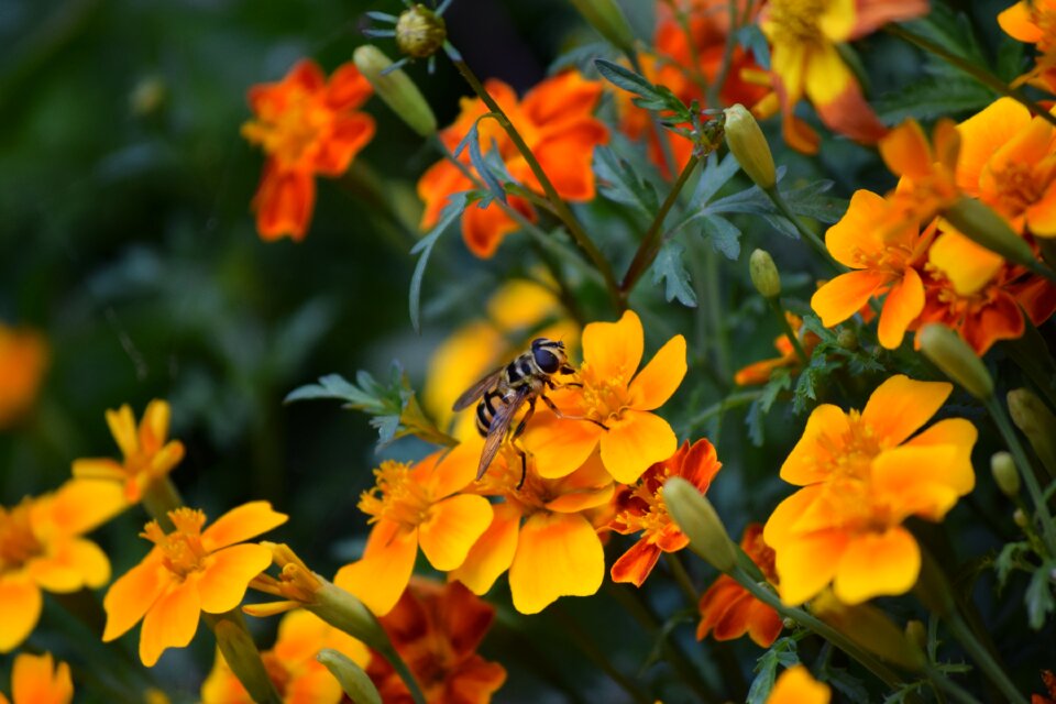 Insect spring pollination