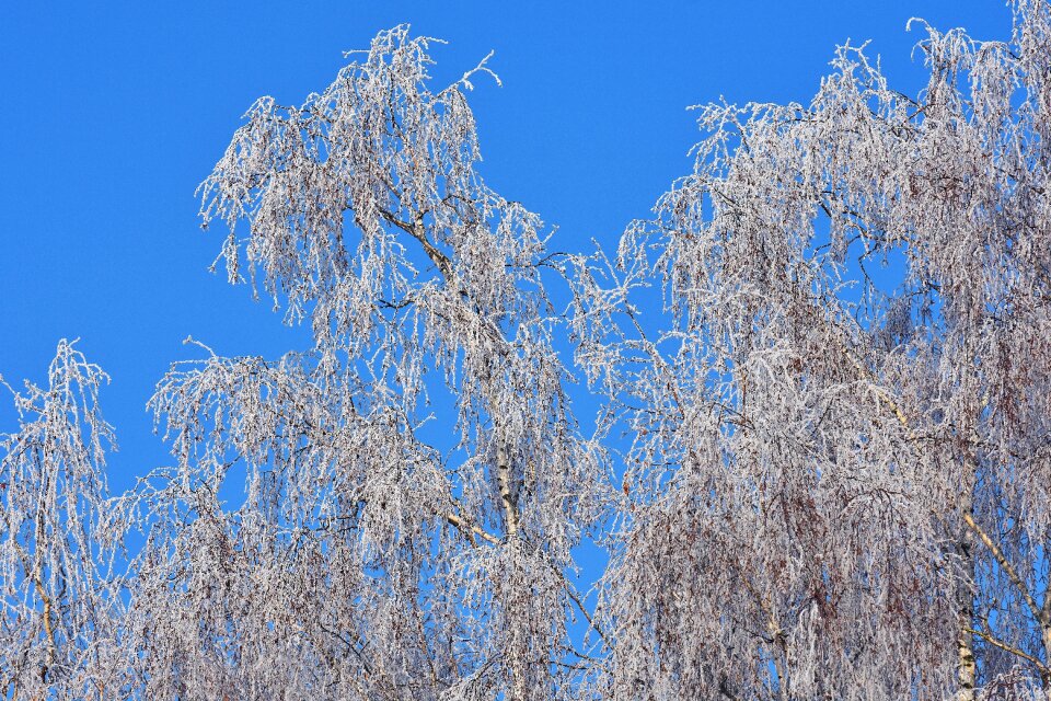 Frost hoarfrost nature