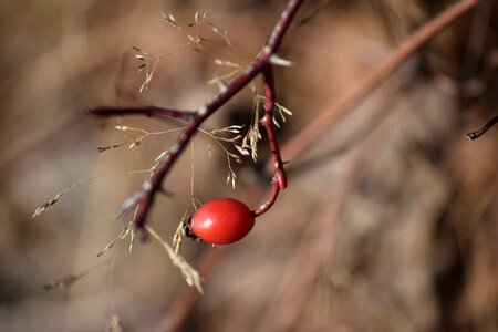 Shrub nature forest