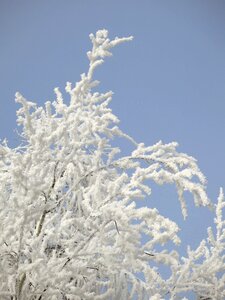 Frost beauty white sky