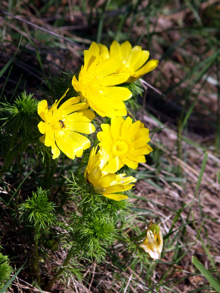 Spring nature spring flower