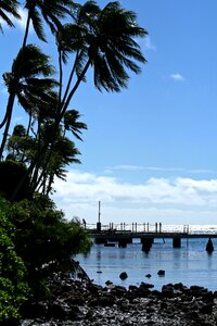 Vacation tropical tree