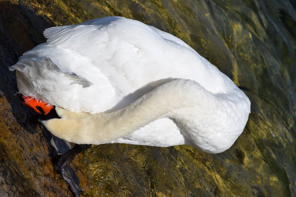 Water bird white