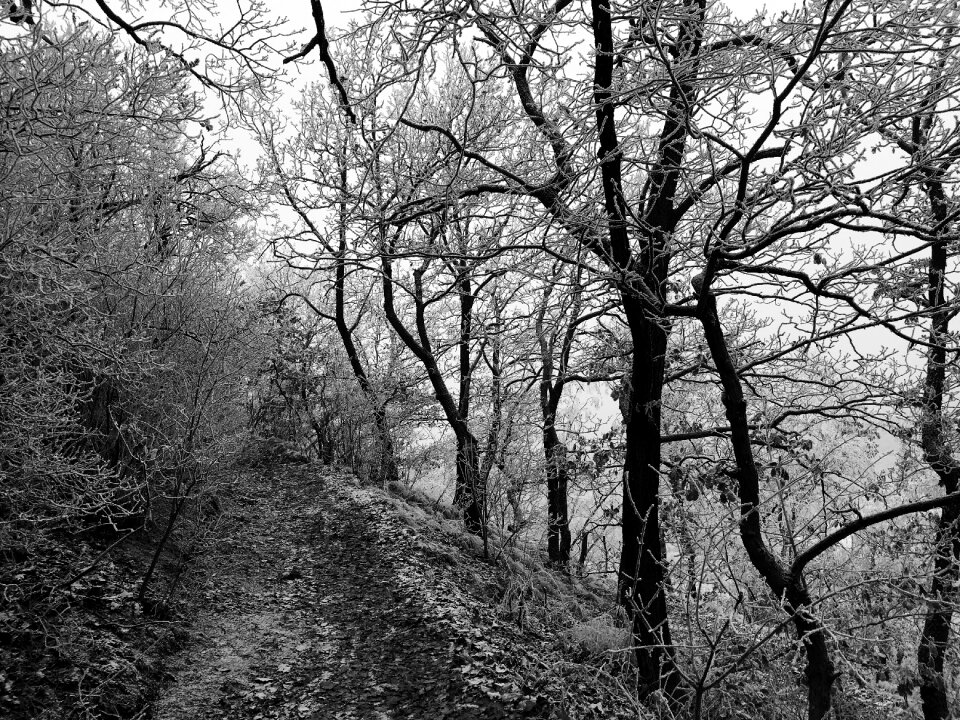 Black and white snow view photo