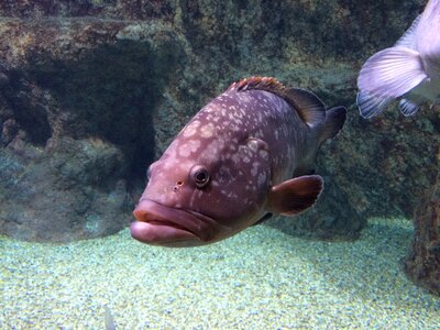 Fish aquarium red photo