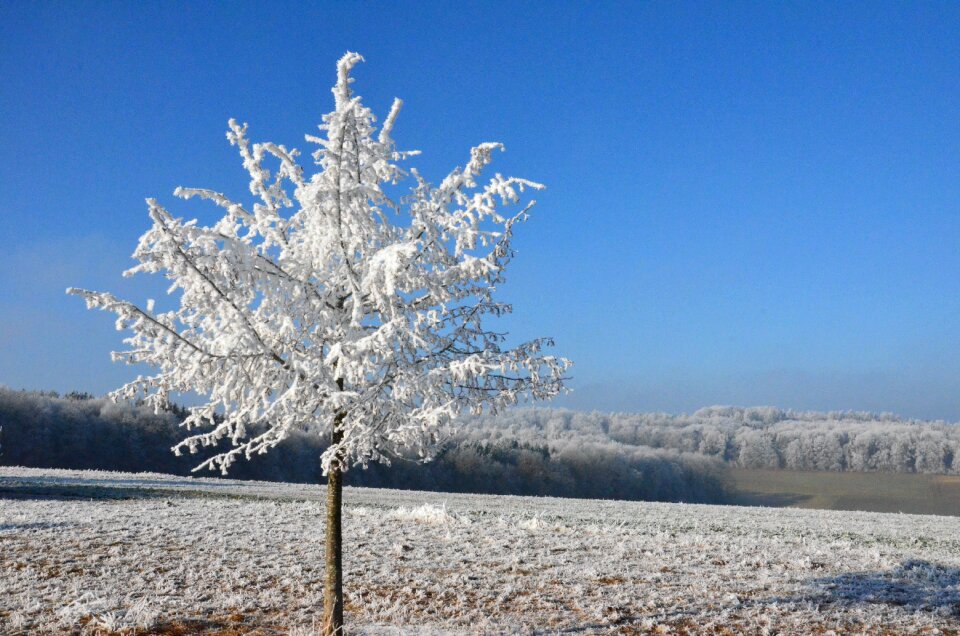 Nature frost tree