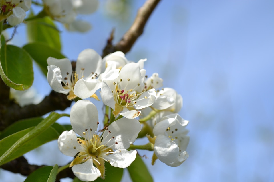 Nature blossom garden