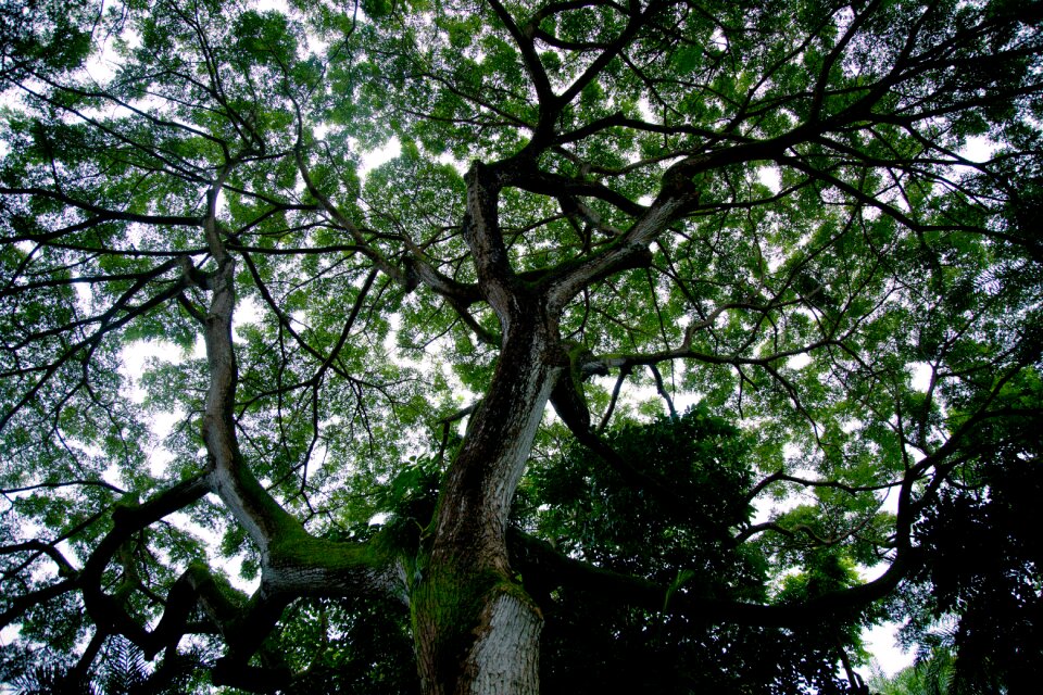 Silhouette canopy natural