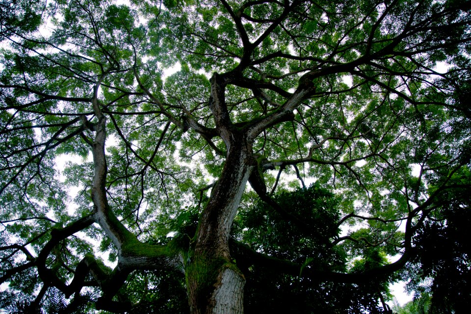 Silhouette canopy natural photo