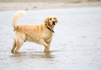 Pet big dog north sea photo